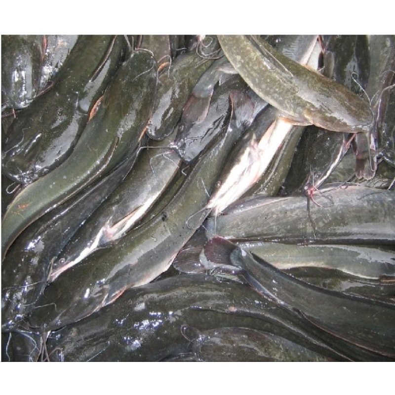 

ikan lele segar 500 gram