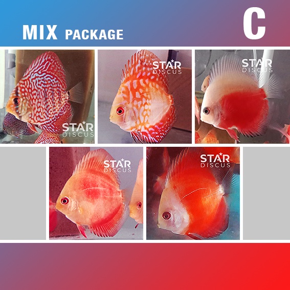 Paket ikan Discus Mix C mulai ukuran 4 cm