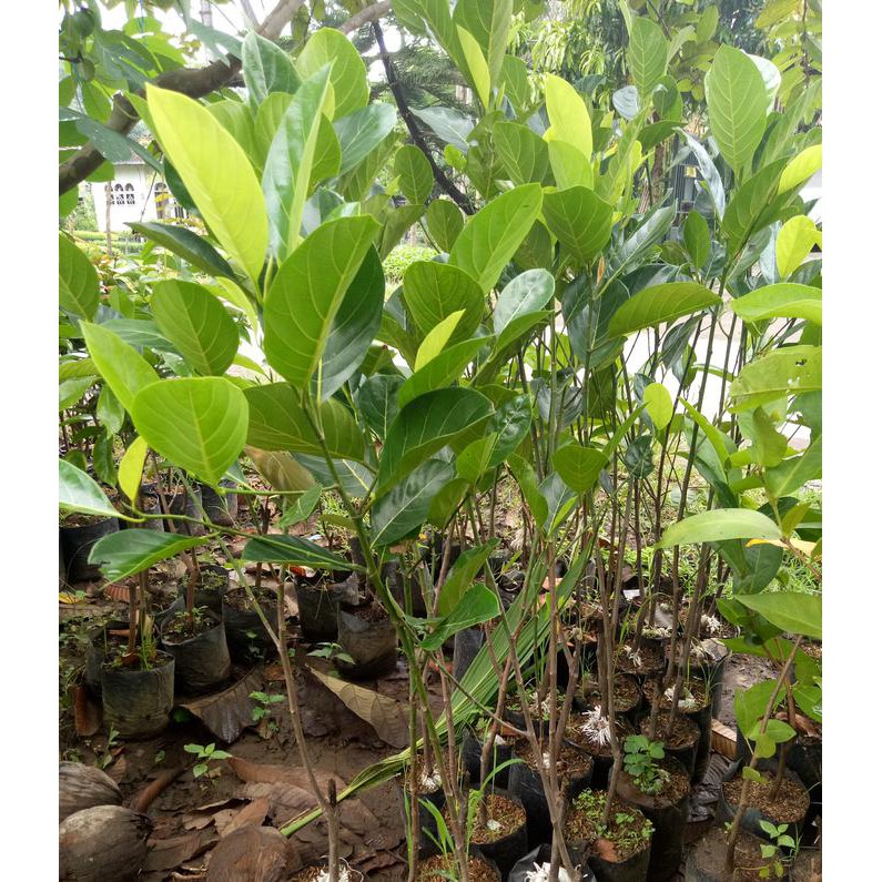 Promo Bibit Nangka Merah Malasyia Madu bibit / biji / benih v3t