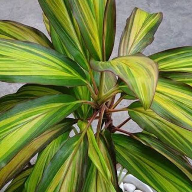 Pohon hanjuanh || hanjuang varigata