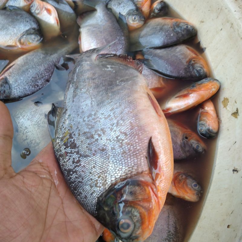

Ikan Bawal sekilo 4-5Ekor Fresh