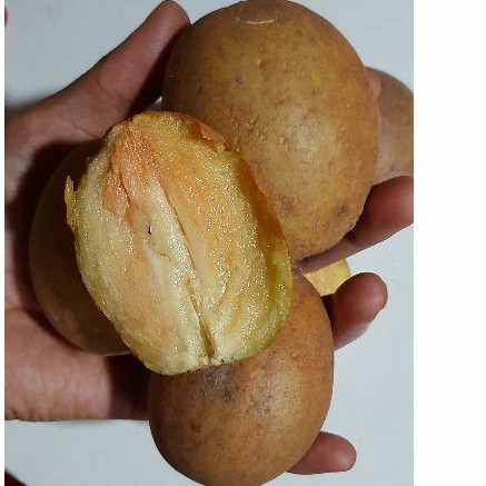 

sawo manila asli padang manis