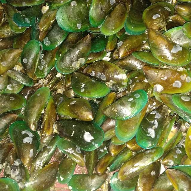 

Kerang Ijo fresh per 1 kg