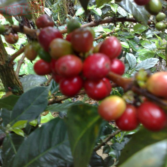 5 Ons Biji Benih Kopi Arabica Ateng Super *_@