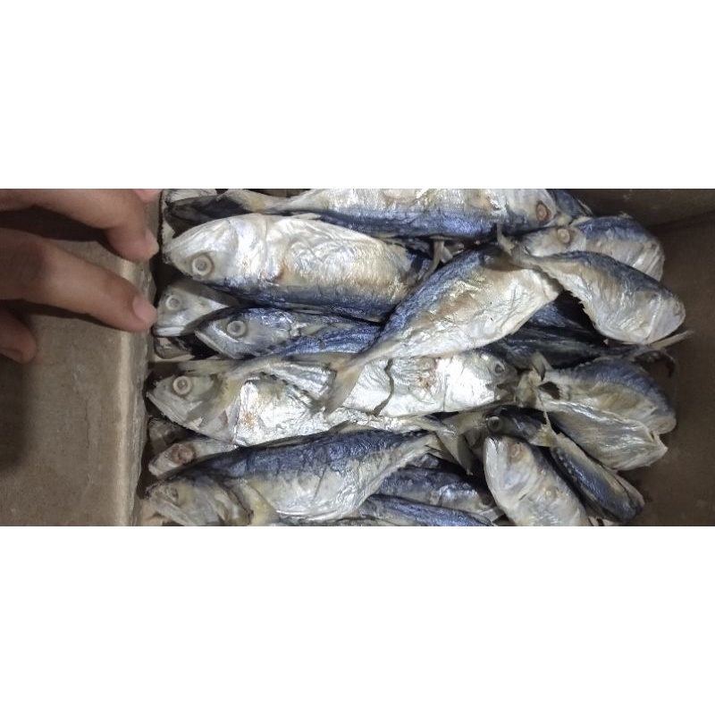 

Aso ikan