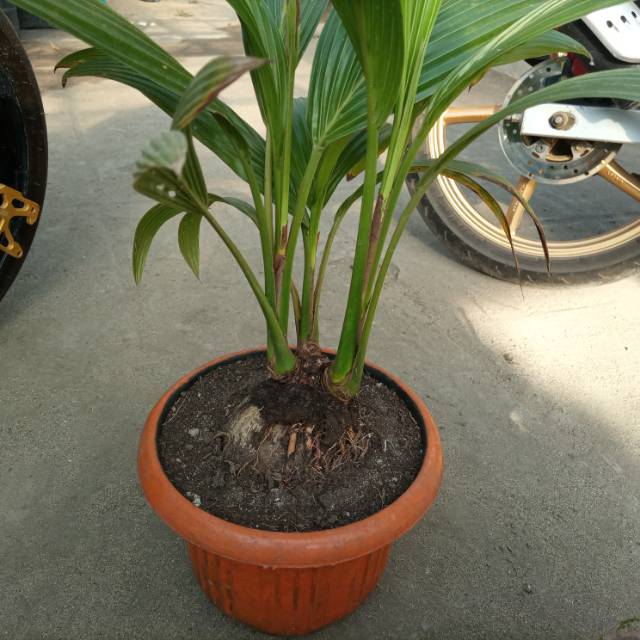 Bonsai kelapa cabang 3
