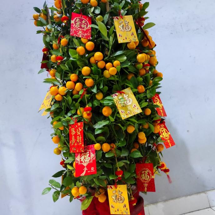 

POHON JERUK KIMKIT+ DEKORASI UKURAN M FH51515ED