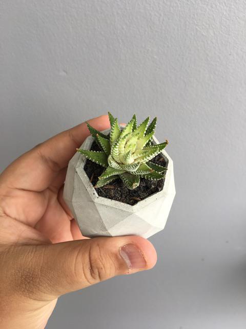 Pot Mini Oktagonal Wajik | Pot Sukulen