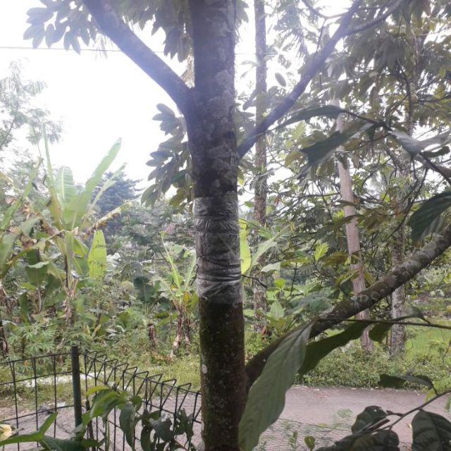 Junior Pisau Sadap Karet Pisau Okulasi Serbaguna Stainless Steel