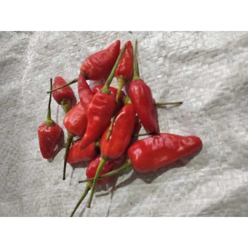 

Cabe Rawit Merah/250gr