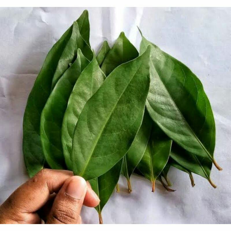 

Daun salam seger