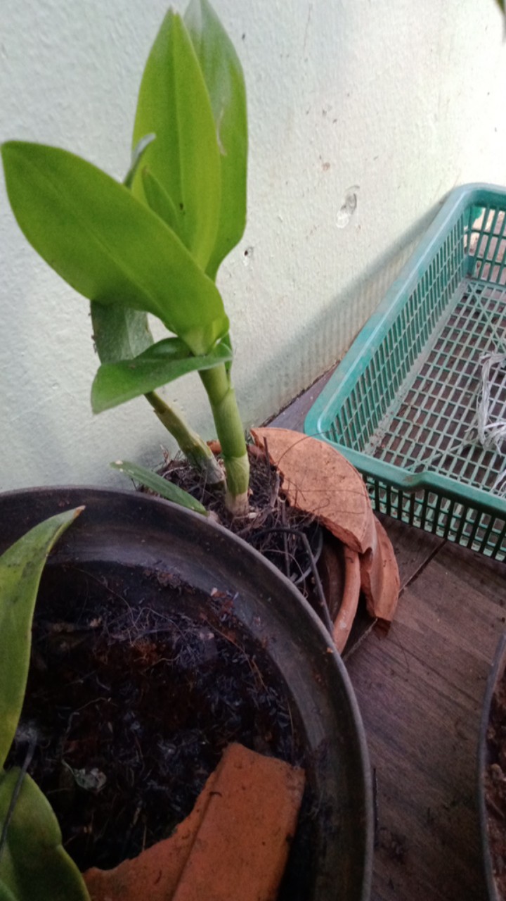 Kaliandra Media Tanam Anggrek