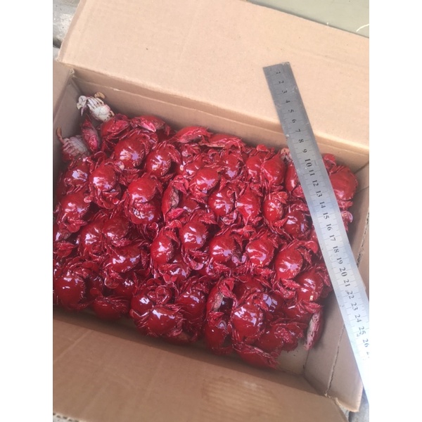 

kepiting asli murah