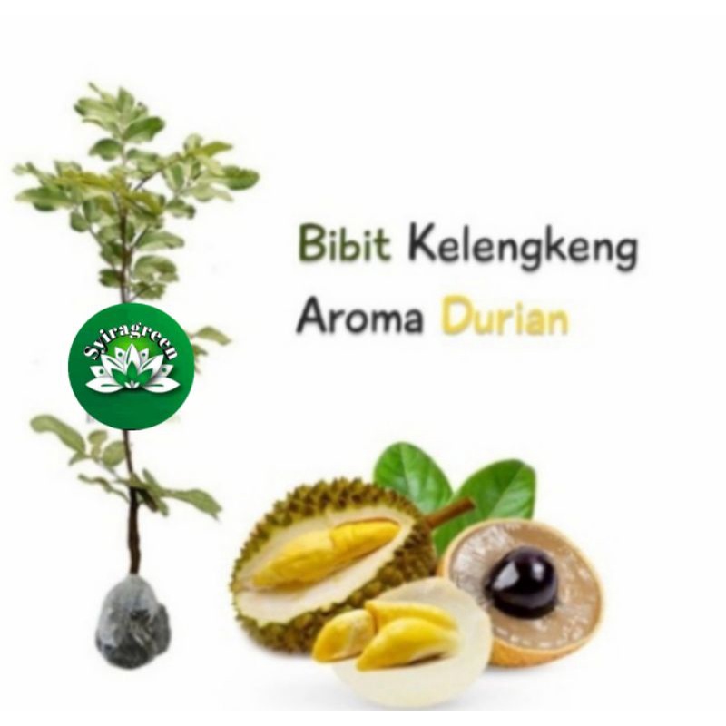 Jual Bibit Kelengkeng Aroma Durian Okulasi Lebih Cepat Berbuah Shopee