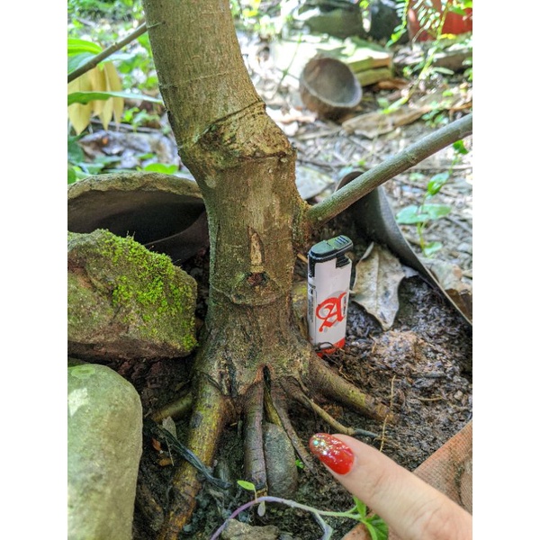 Bonsai Loa Program Akar