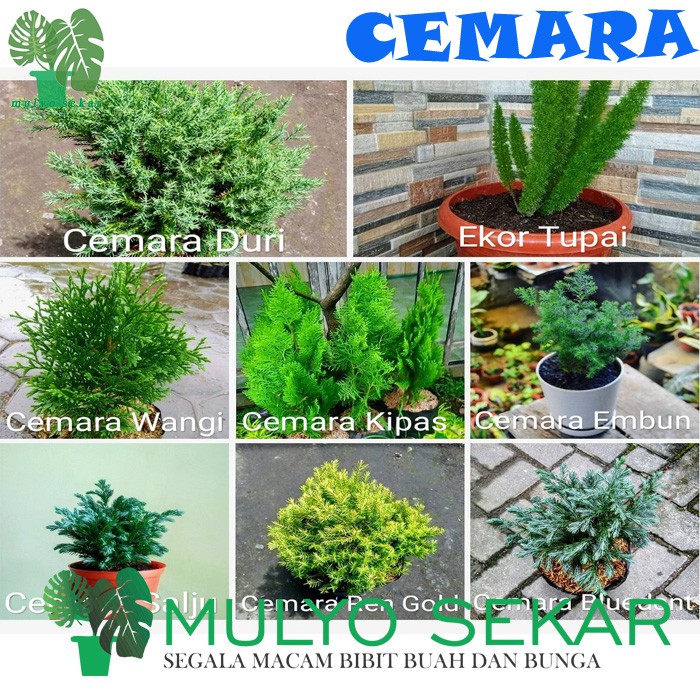 Tanaman hias Cemara - tanaman mini (usia dewasa) - Aesthetic Decor - Indoor garden