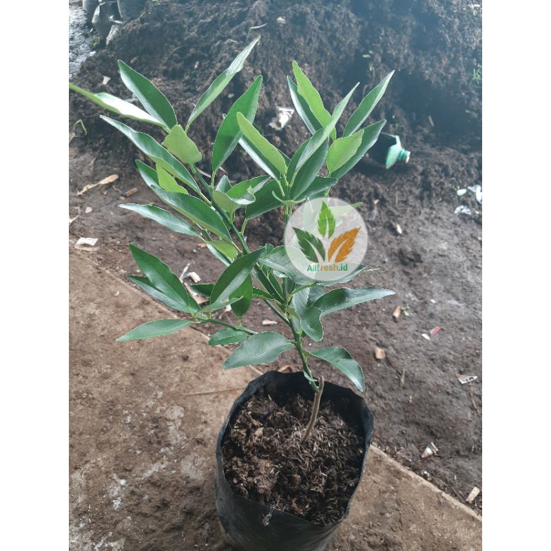 bibit pohon jeruk nagami/tanaman jeruk nagami