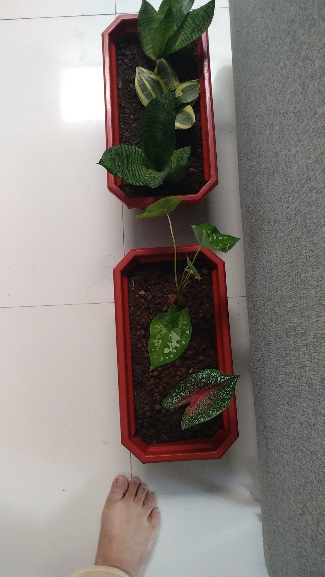 Terbaru Tanaman Hias Caladium Armi  / Keladi Totol Bercak