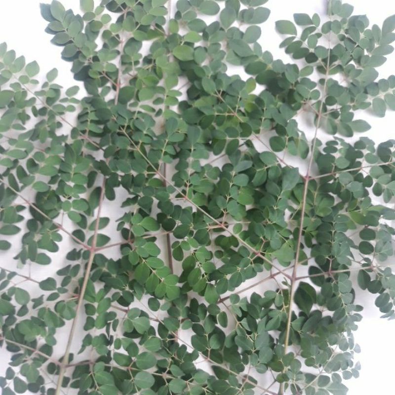 Daun Kelor Moringa Oleifera Segar Fresh Moringa Oleifera Leaves