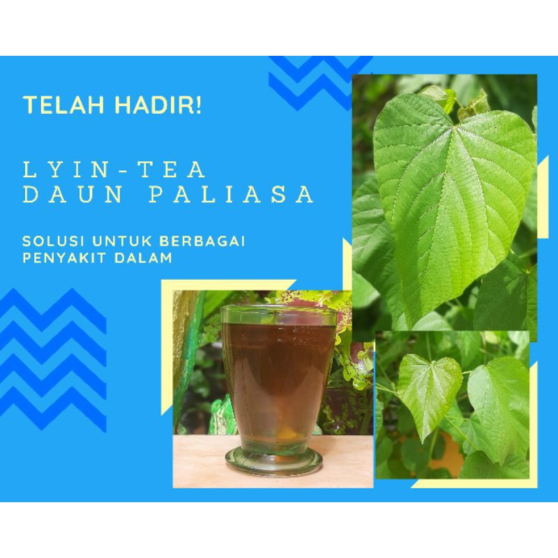 Lyin Tea Daun Paliasa 40 Lembar Shopee Indonesia