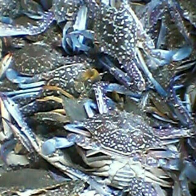 

Rajungan (Kepiting Laut) Fresh 1 kg (E.11)