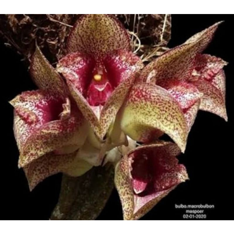 Bulbophyllum Macrobulbon