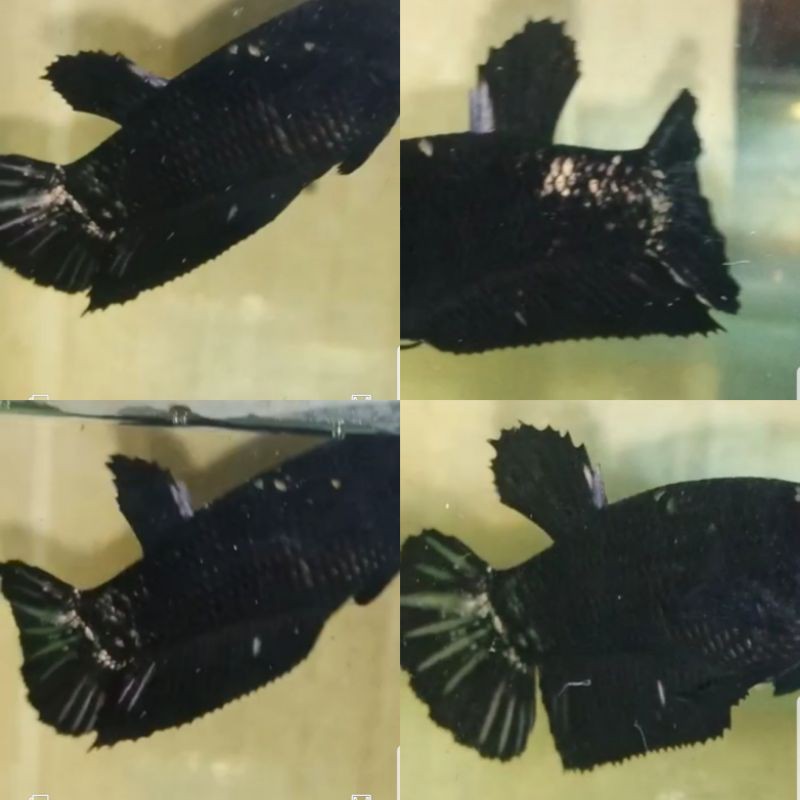 Avatar Cooper Gold rintik female