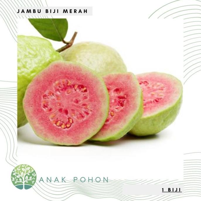 Benih Bibit Biji - Jambu Biji Merah Guava Seeds (10 biji) ANPN62 Juara
