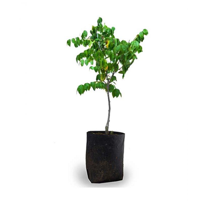 Tanaman Belimbing Dewi / Belimbing Bangkok / Belimbing Madu