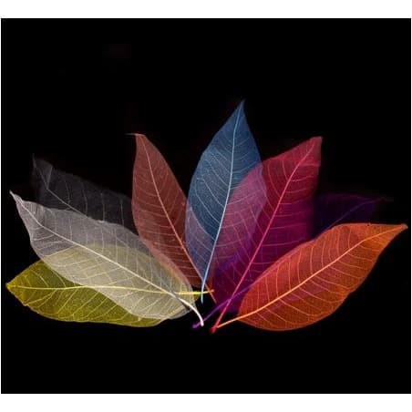 Colorful Dry Leaf Skeleton - Kerangka Daun Kering 4-6cm (10pcs)