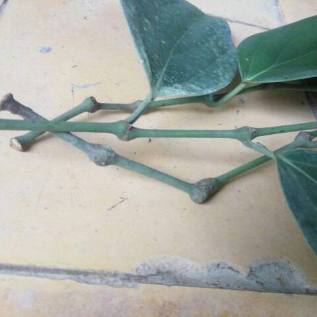 TANAMAN OBAT/TANAMAN HERBAL/BIBIT MERICA/ bibit merica perdu