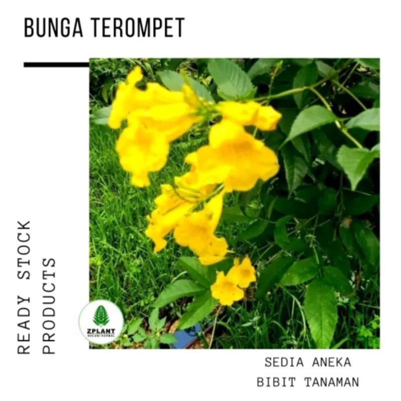Tanaman hias bunga terompet bunga kuning