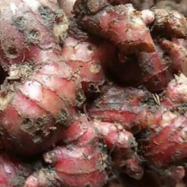 

jahe merah fresh 500gr