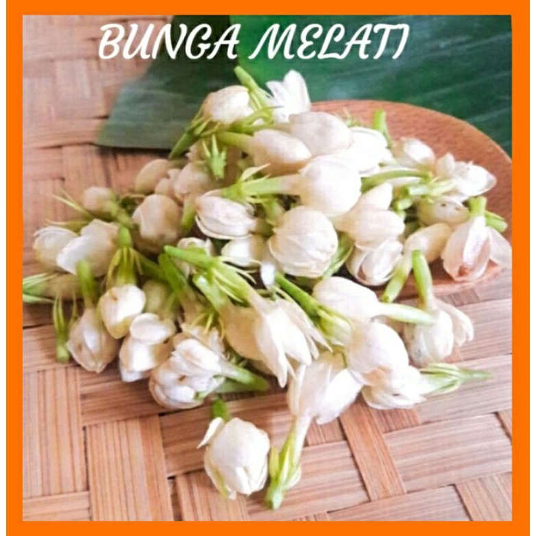 BUNGA MELATI SEGAR MURAH