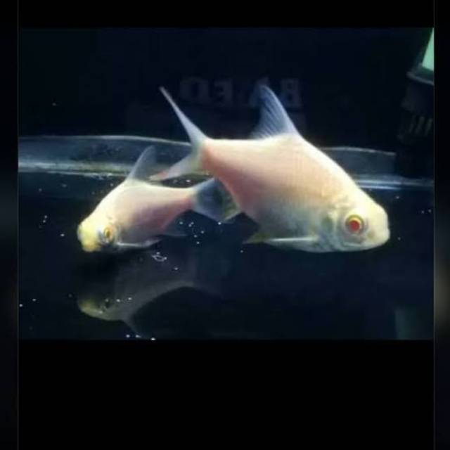 Ikan kapiat albino
