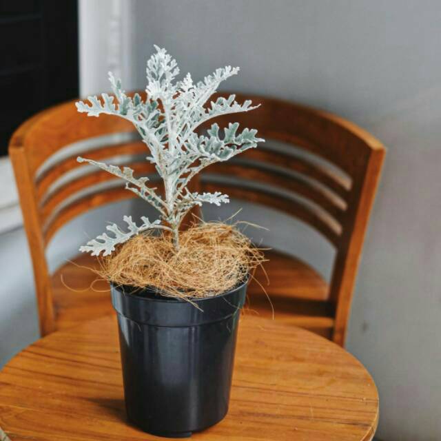 tanaman hias silver dust daun (putri salju)