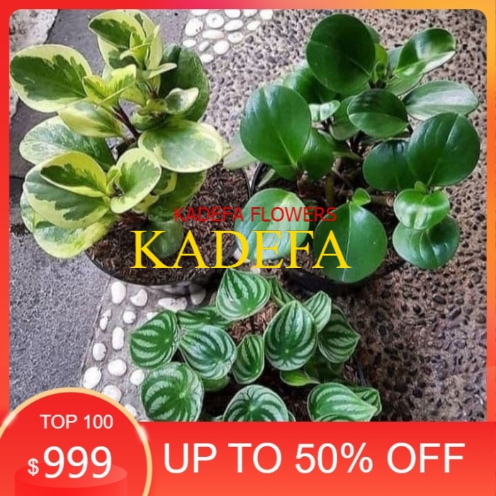 paket 3 tanaman hias peperomia water melon variegata dan hijau