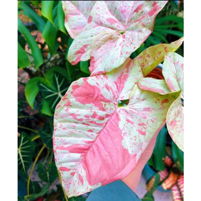 Jual Syngonium Milk Confetti Terlengkap & Harga Terbaru Maret 2023