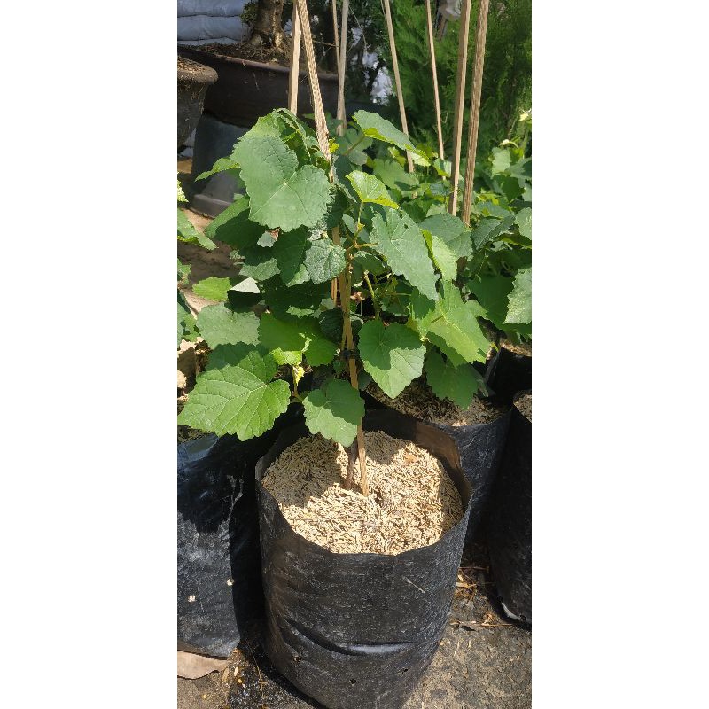 bibit tanaman pohon hias buah hidup Anggur JUPITER NINEL merah KUALITAS EXPOR hijau brazil merah