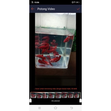 Cupang female Super Red