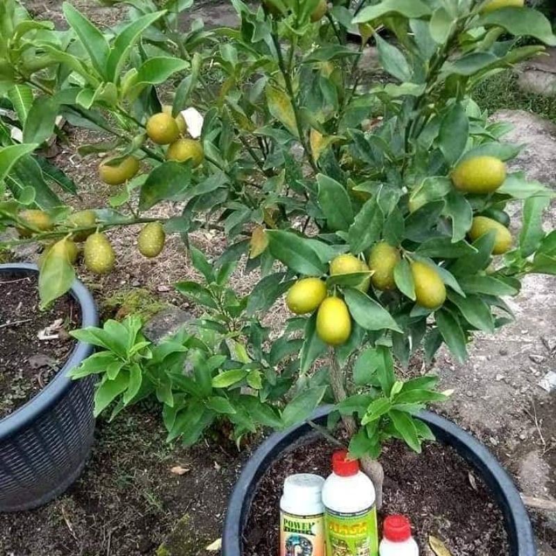 Bibit Buah Jeruk Nagami Sudah Berbuah Bibit Jeruk Nagami Unggul Okulasi