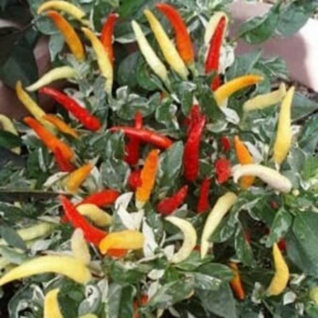 Benih - Biji - Bibit Cabe Hias Cabe Belang Unik Varigata Hot Palette