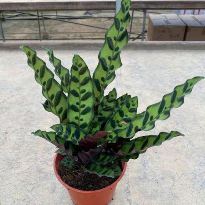 Tanaman Hias calathea ekor ayam/marantah ekor ayam