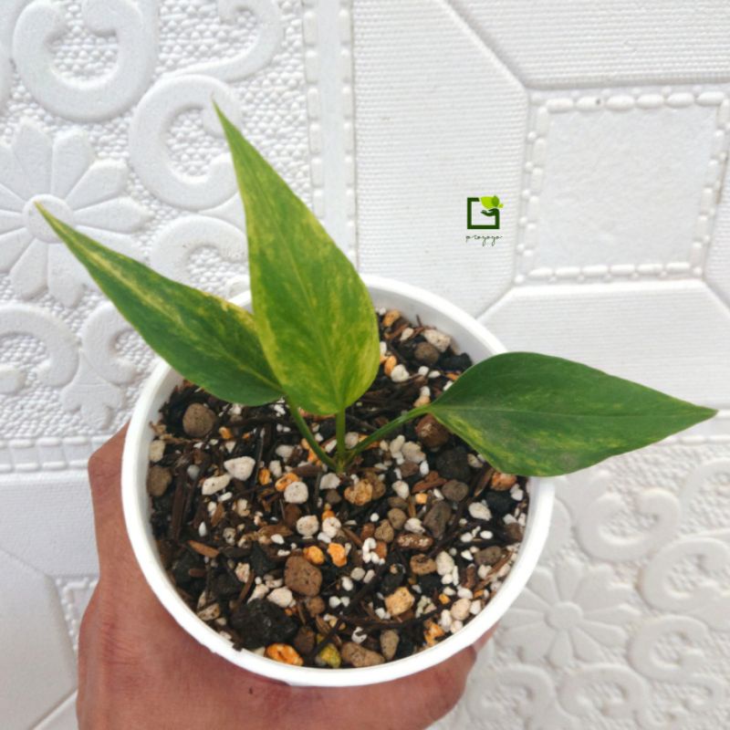 Anthurium Plowmanii / Gelombang Cinta  Variegata Kuning /Yellow