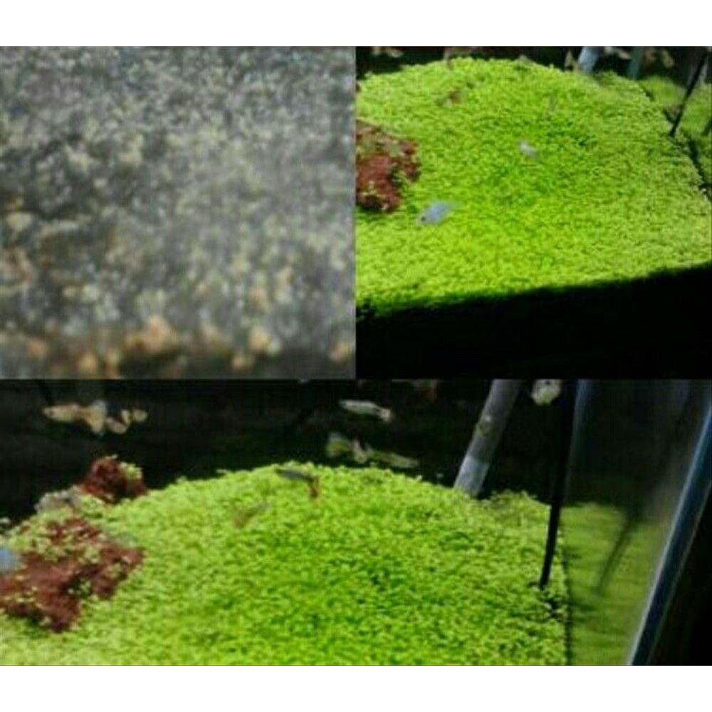 Carpet Seed Atau Karpet Seed Mini Dwarf Botol 3 Ml Shopee Indonesia