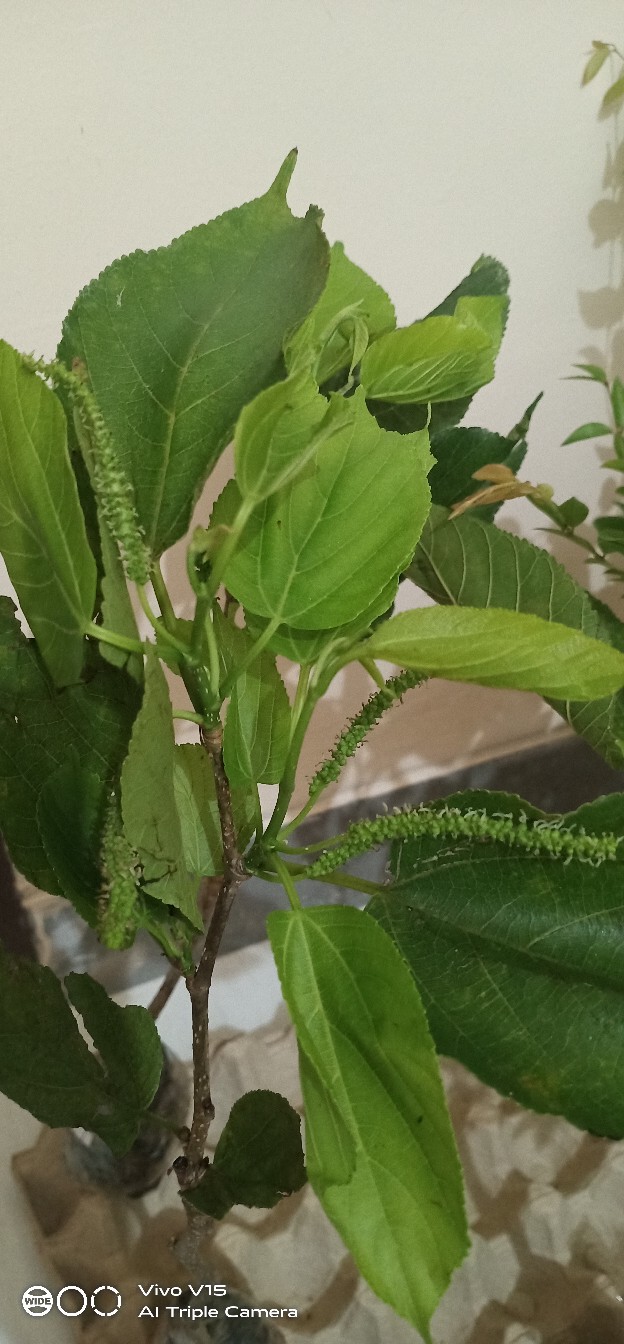 Bibit Long Murbei Super Manis