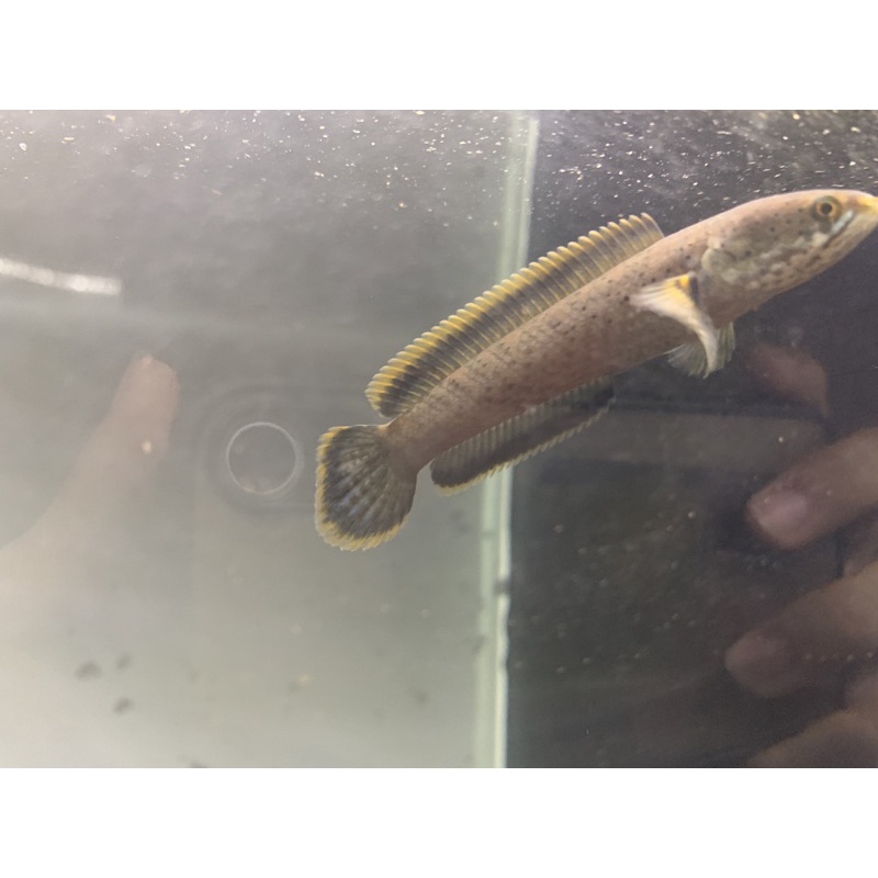 LIMBATA RIM TEBAL UK 10-11cm GRADE A+