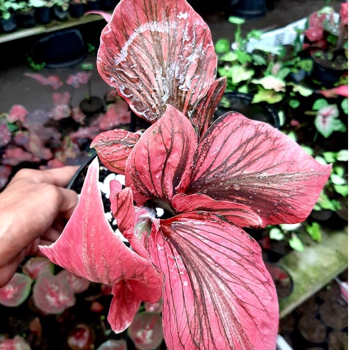 Caladium Red Kujang 1-3 Daun Tanaman Keladi Hias Red Kujang bibit BUKAN bonggol