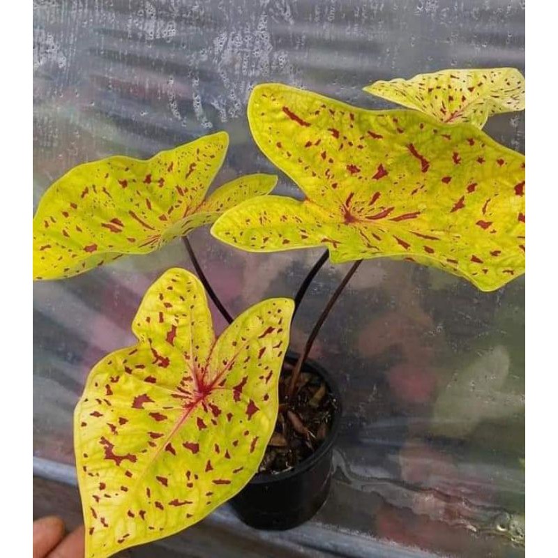 Size Anakan Caladium Yellow Leopard / Yellow Neon  (Tanpa Pot)