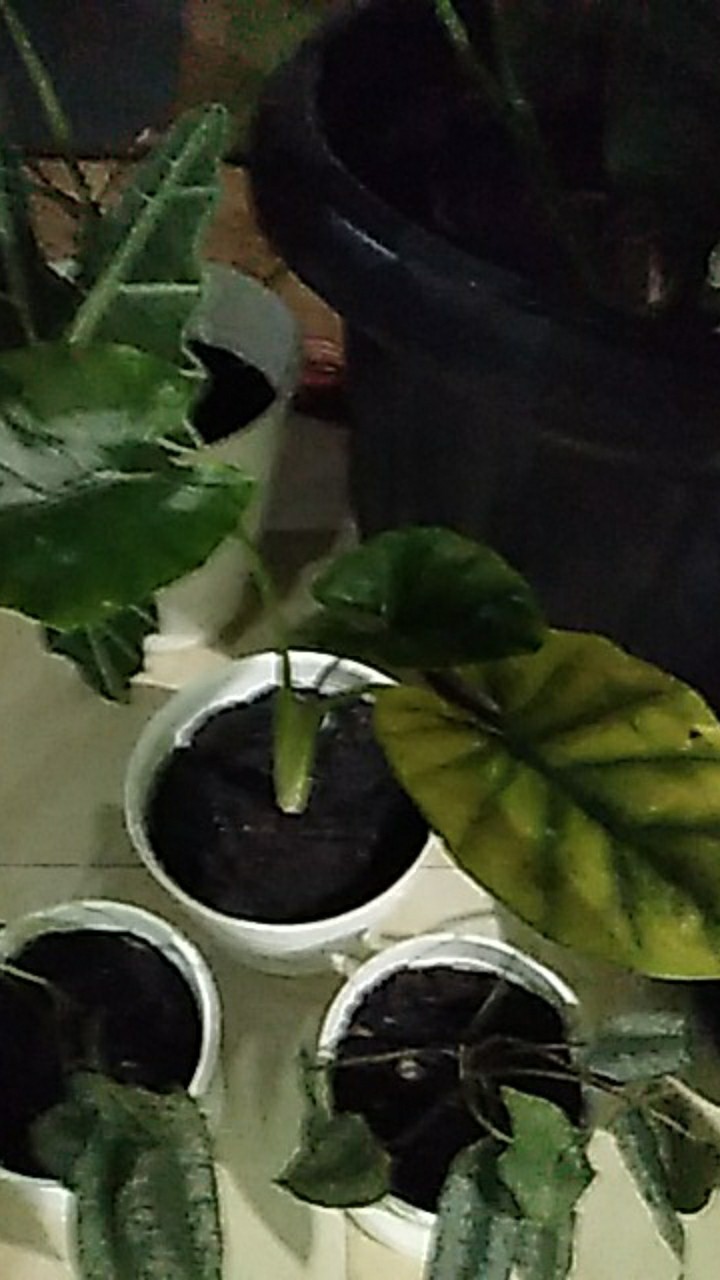 Alocasia Raginae